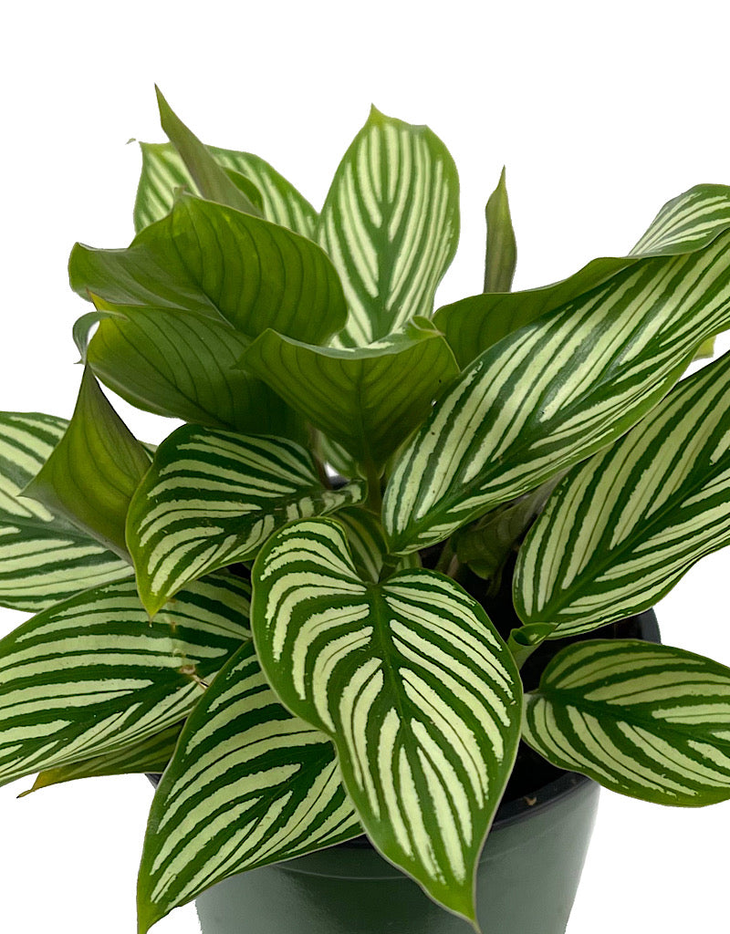 Calathea elliptica 'Vittata' Quart