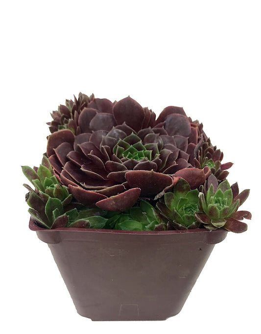 Sempervivum 'Rubikon'  4 inch