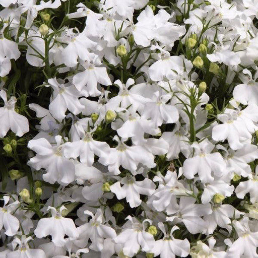 Lobelia 'Sunbelia Compact White' 4 inch