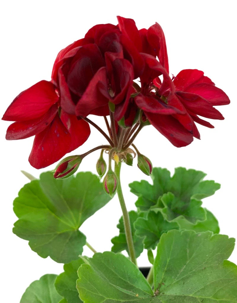 Geranium Zonal 'Calliope Medium Dark Red'