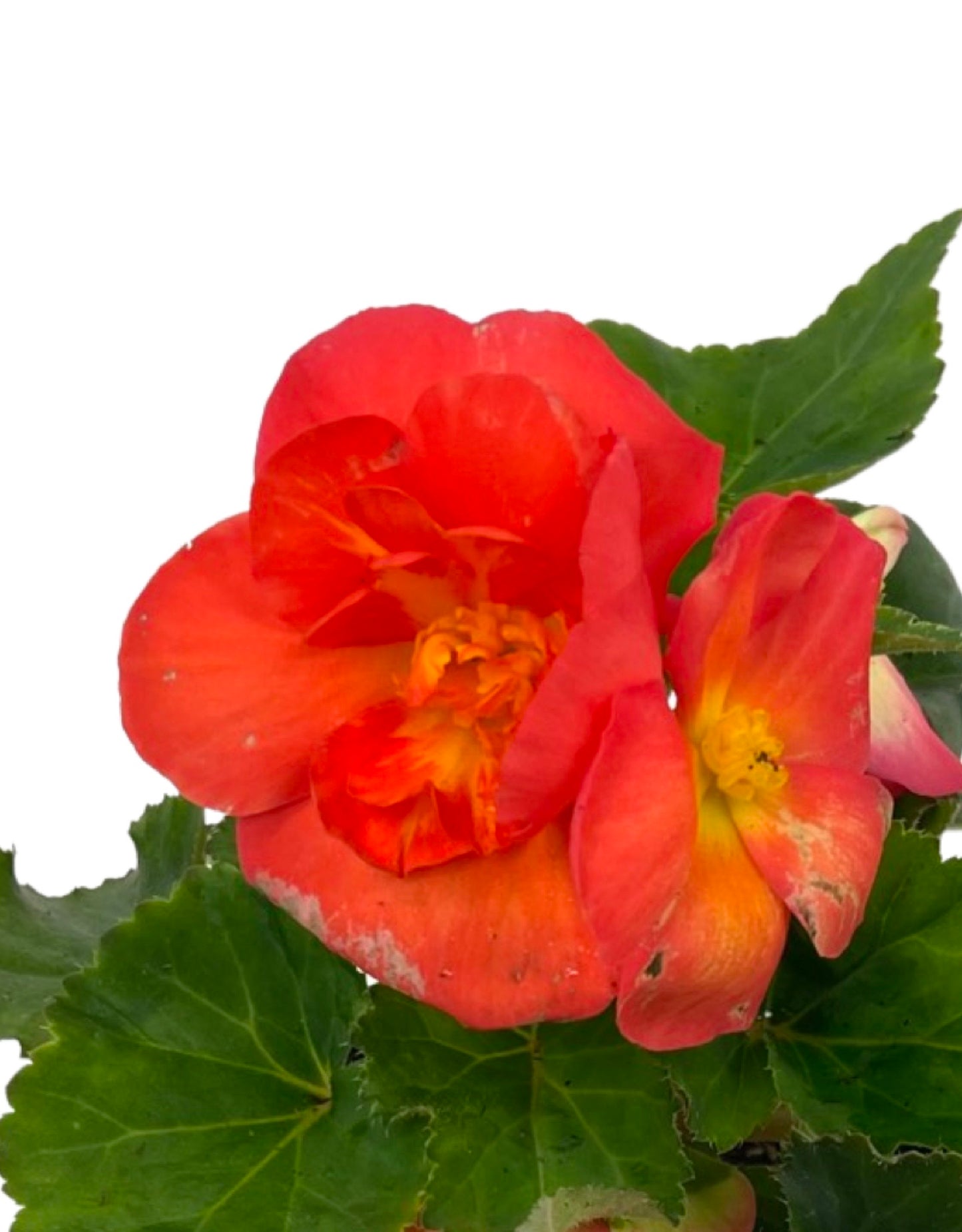 Begonia 'Nonstop Sunset' 4 Inch