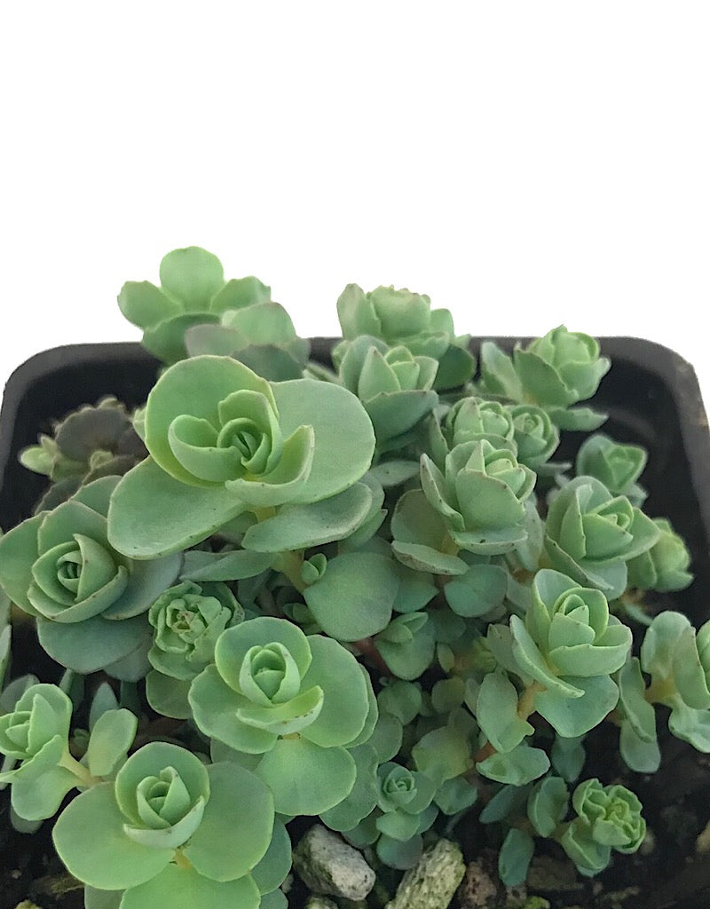 Sedum ewersii- 4 inch