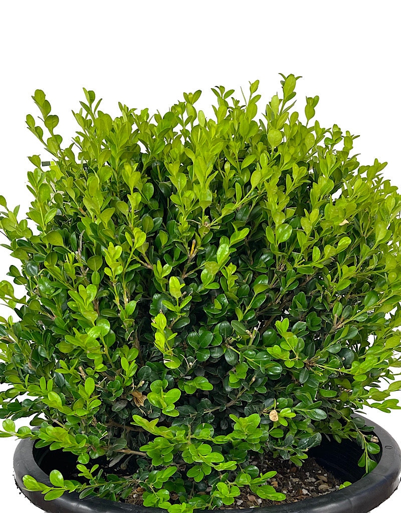 Buxus 'Winter Gem' Globe 5 Gallon