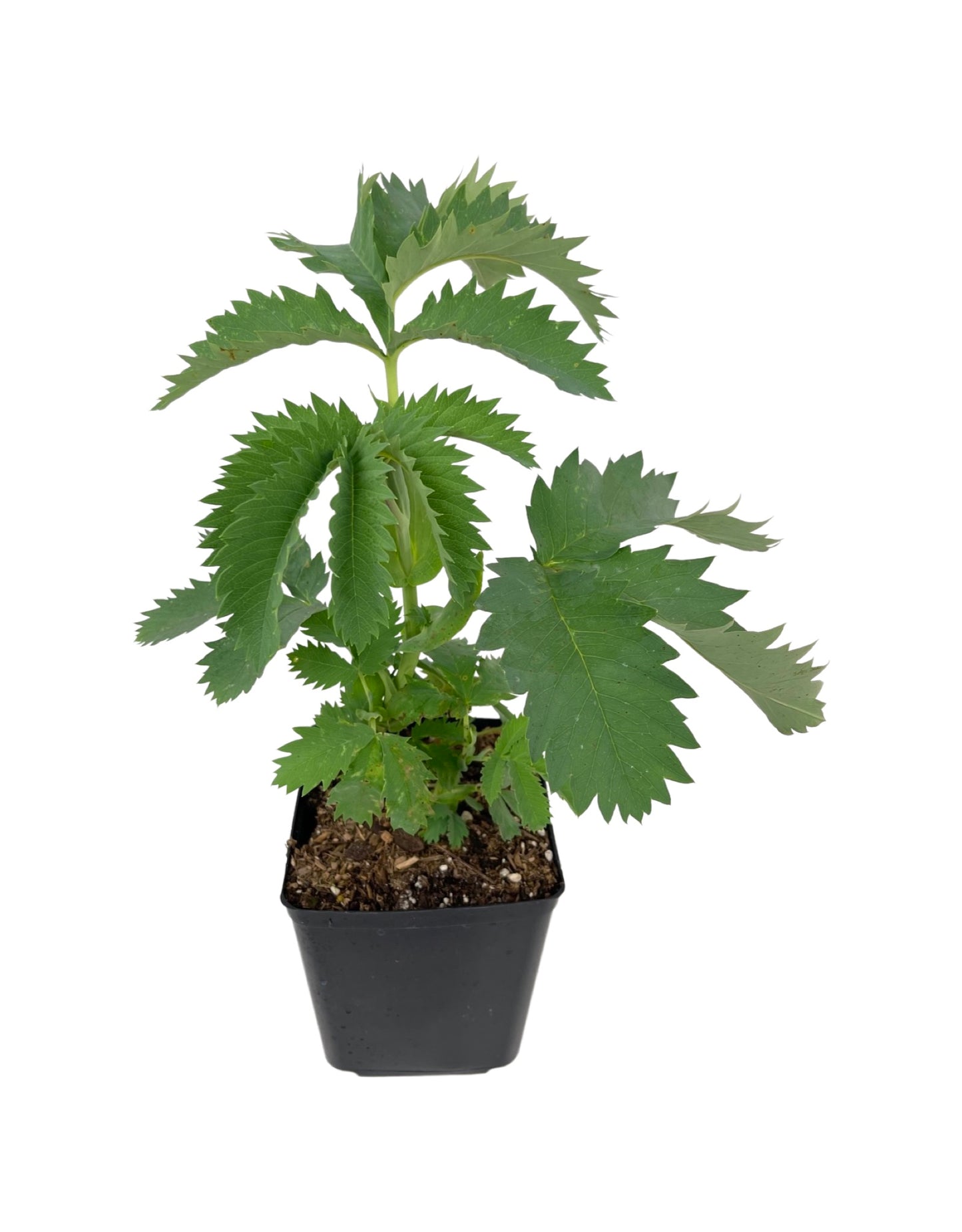 Melianthus major 'Antonow's Blue' 1 Gallon