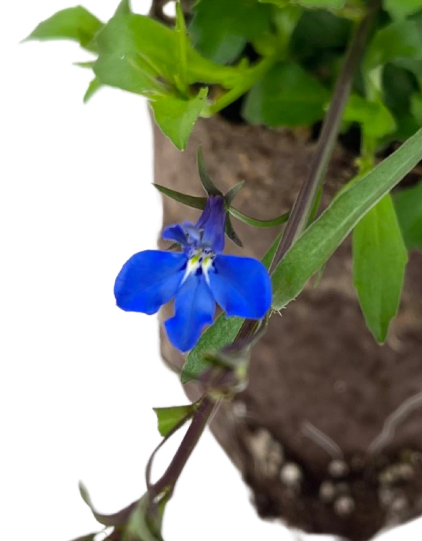 Lobelia 'Lucia Dark Blue' 4 Inch