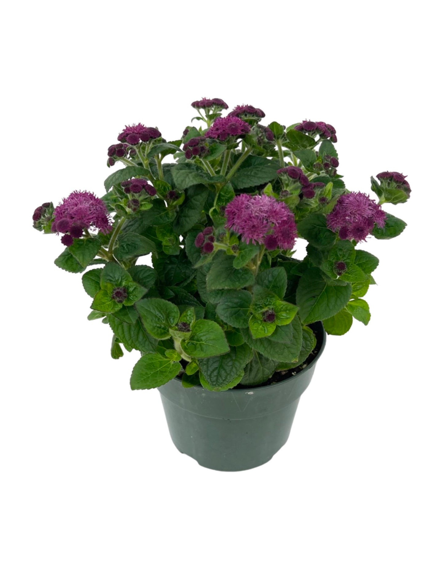 Ageratum 'Aguilera Dark Pink' 6 Inch