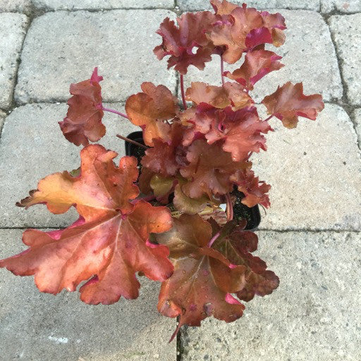 Heuchera 'Mahogany' - Quart