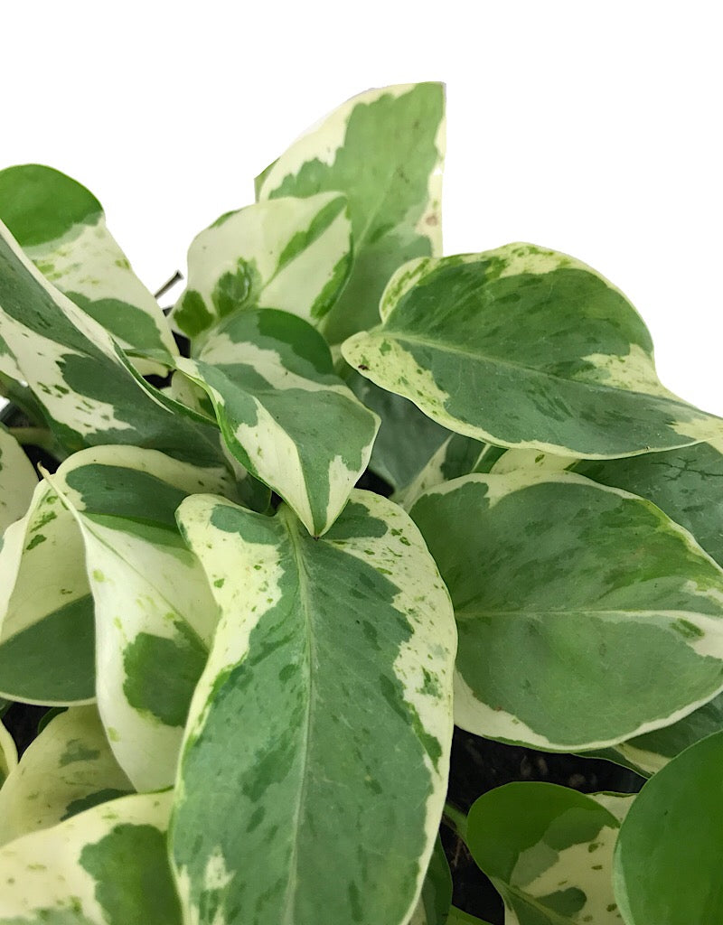 Pothos 'Pearls and Jade' - 6 inch