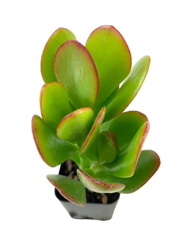 Crassula ovata 2 inch