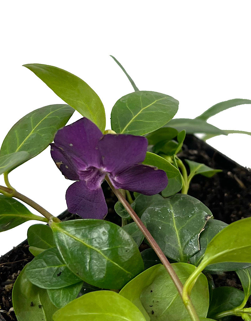 Vinca minor 'Atropurpurea'