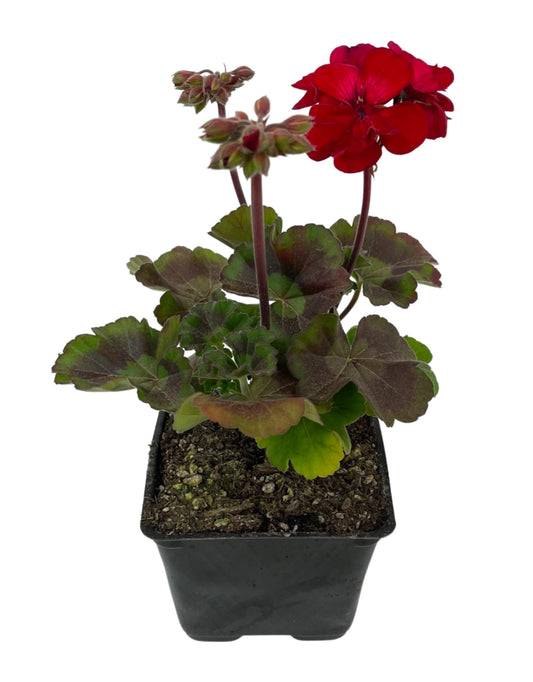 Geranium Zonal 'Tango Velvet Red'