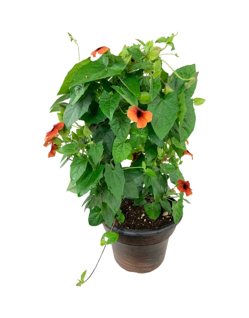 Thunbergia alata 'Sunny Arizona Glow'8 Inch