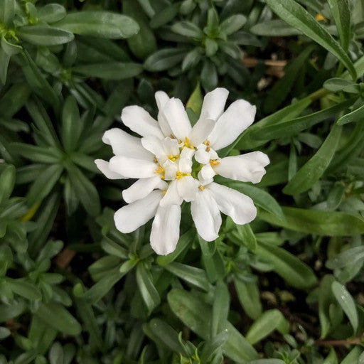 Iberis sempervirens 'Snowflake' Quart