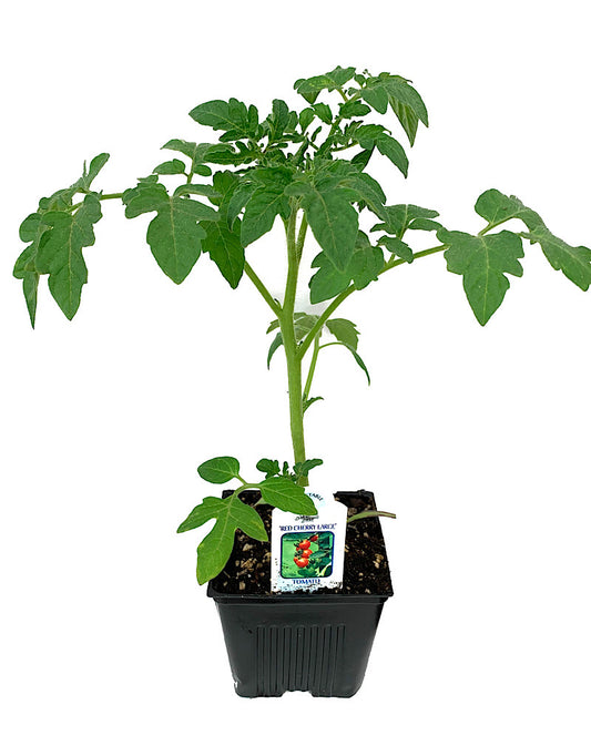 Tomato 'Red Cherry Large' 4 Inch