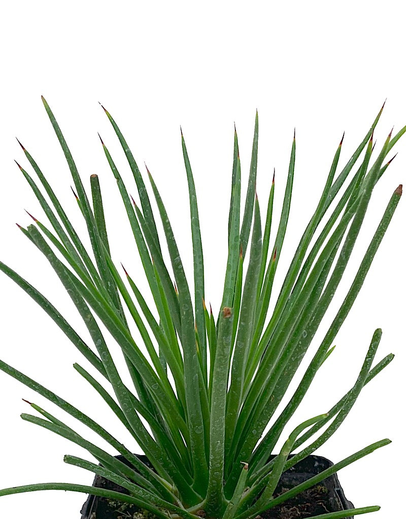 Agave geminiflora  Quart