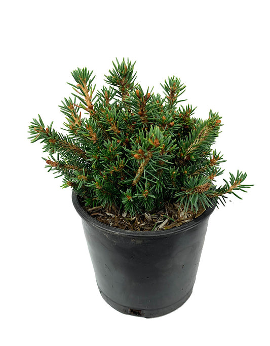 Picea abies 'Jessy' 4 Inch