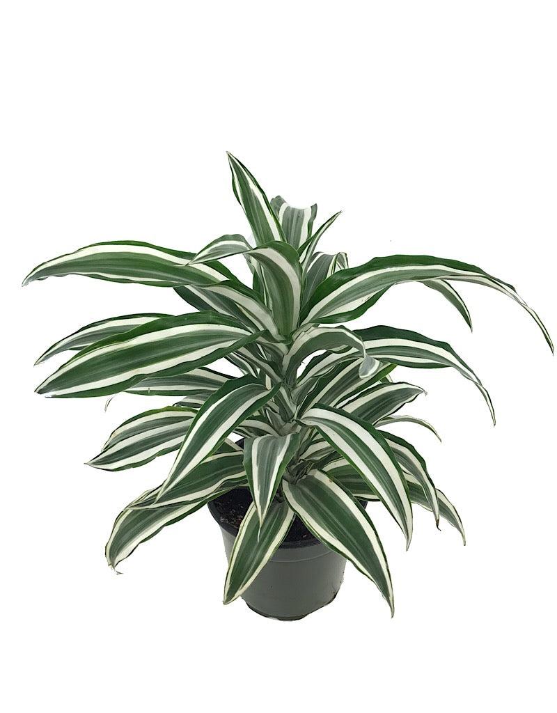 Dracaena fragans 'White Jewel'