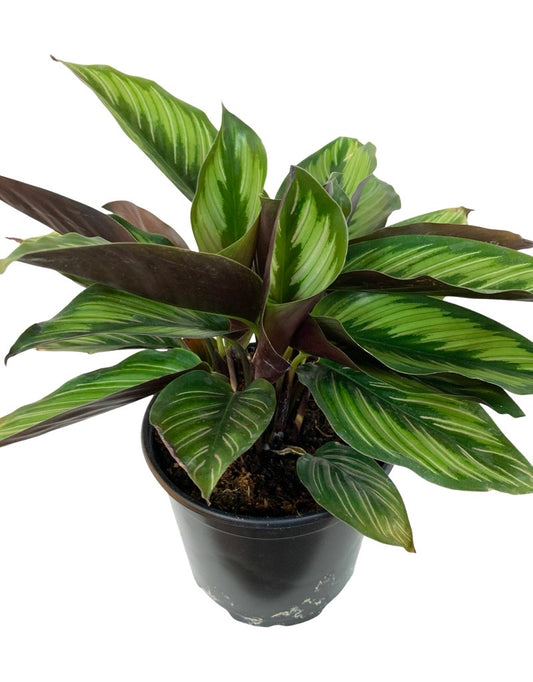 Calathea ornata 'Beauty Star' 6 Inch