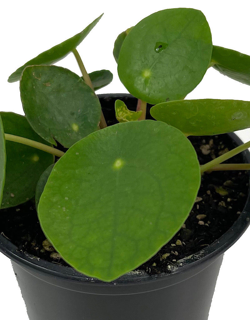 Pilea peperomioides Quart