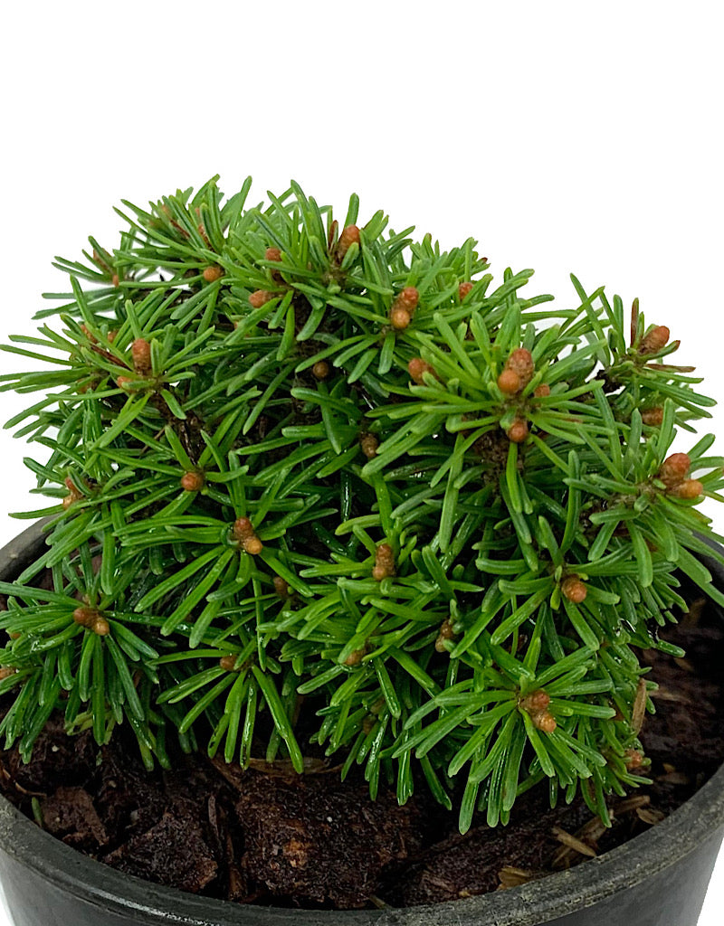 Abies lasio 'DuFlon' 4 Inch