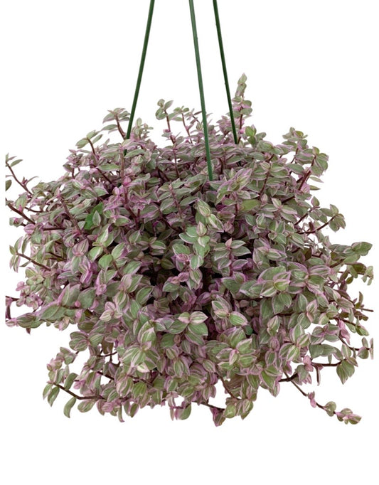 Callisia repens 'Pink Panther' Hanging Basket 6 Inch