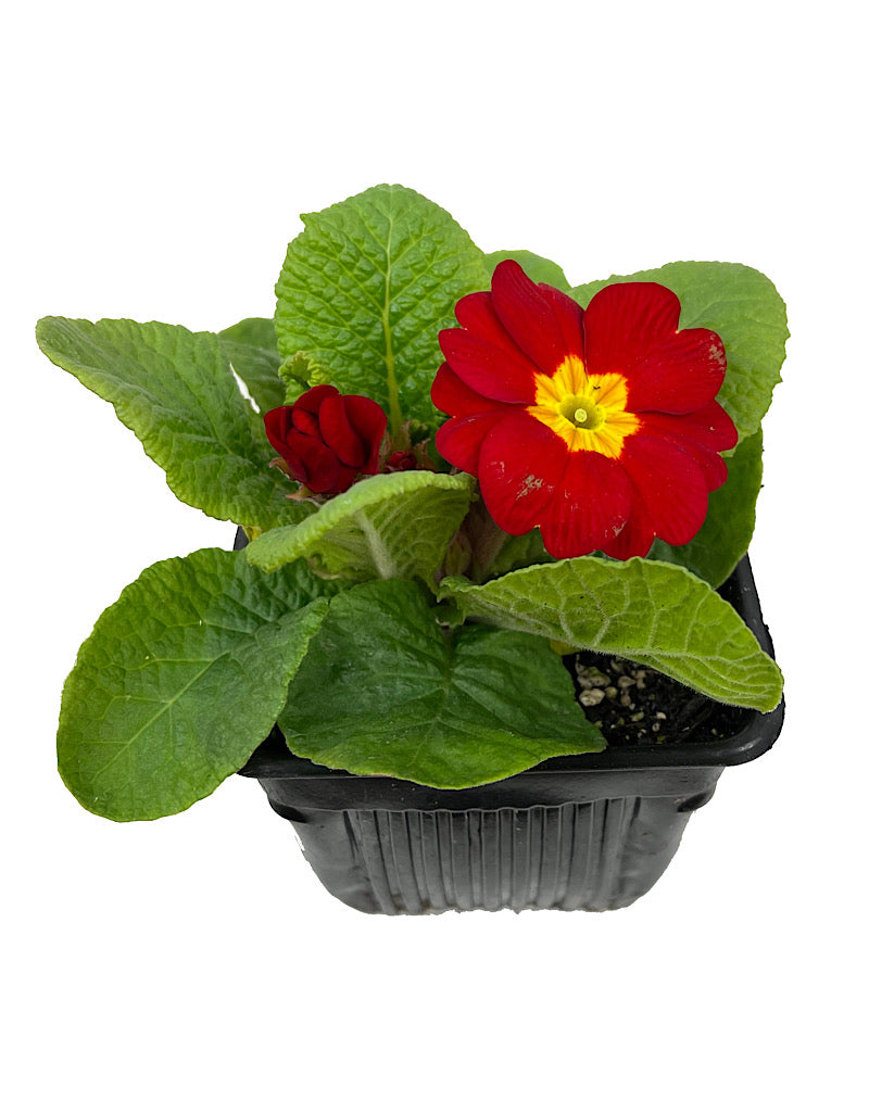 Primrose 4 Inch