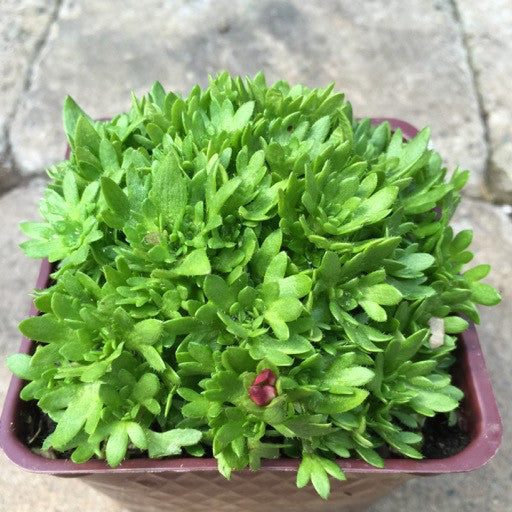 Saxifraga 'Rocco Red'- 4 inch