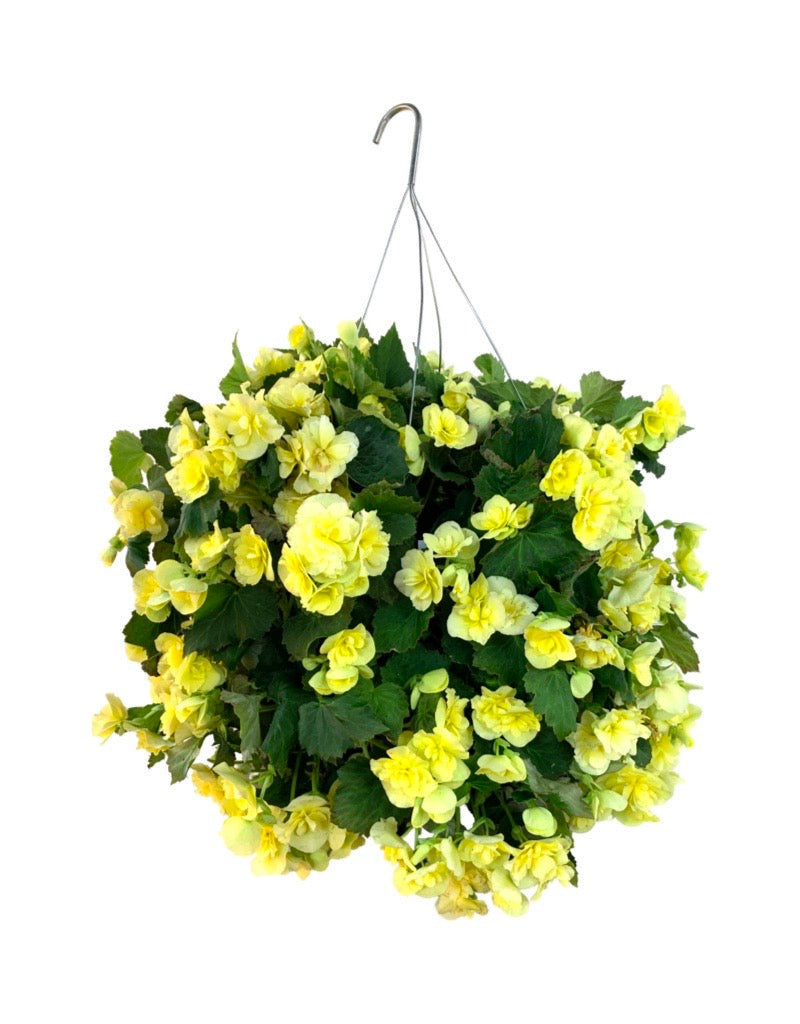 Moss Basket Solenia Begonia