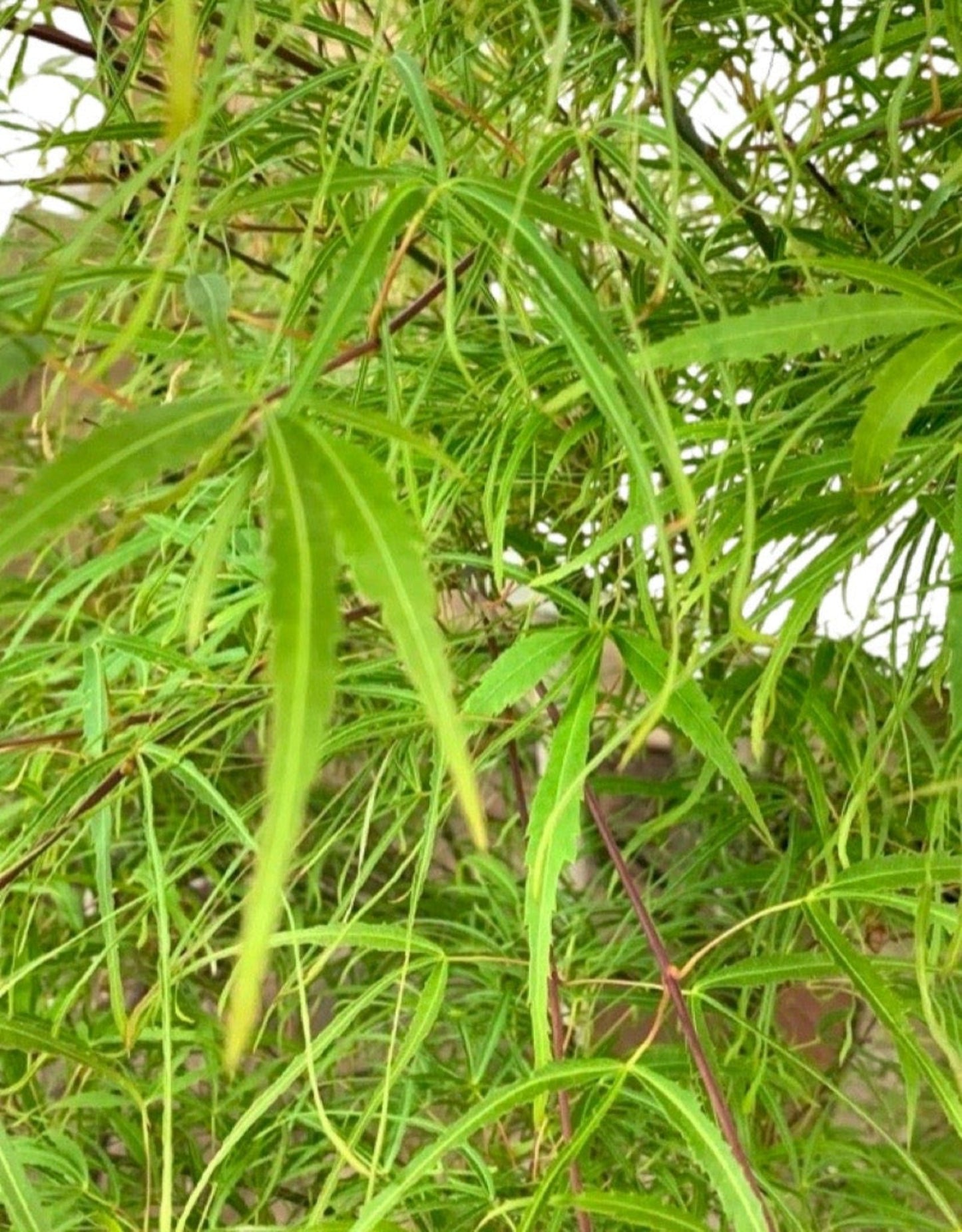 Acer palmatum 'Koto-no-Ito'