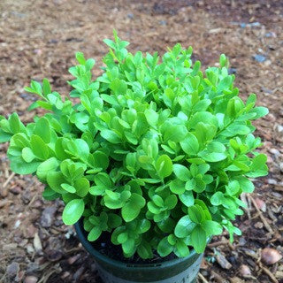 Buxus sempervirens 'Suffruticosa' Quart