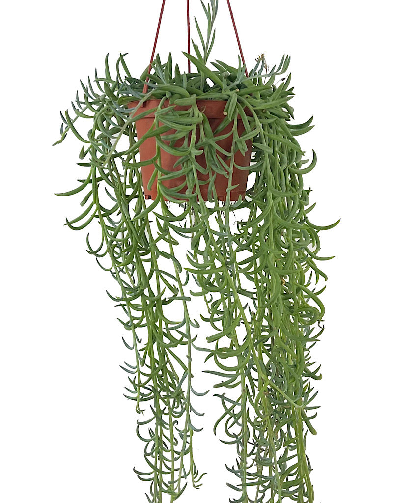 Senecio radicans 6 Inch Hanging Basket