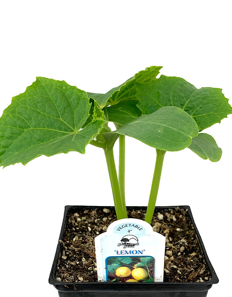 Cucumber 'Lemon' 4 Inch