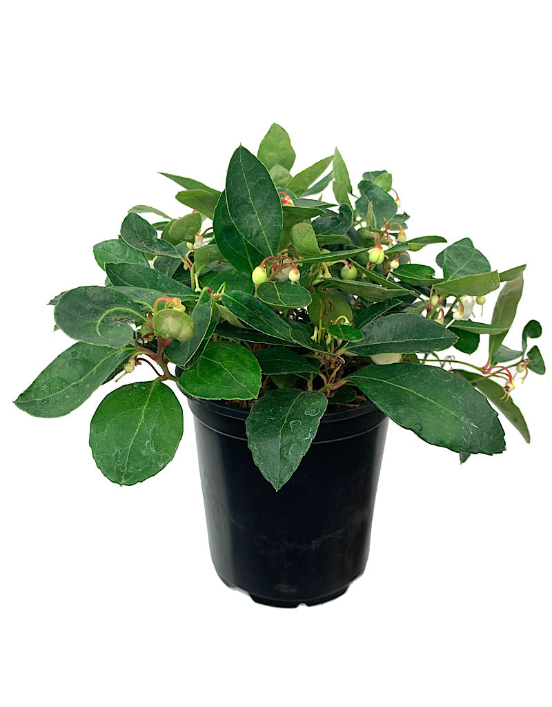 Gaultheria procumbens 'Winter Fiesta'