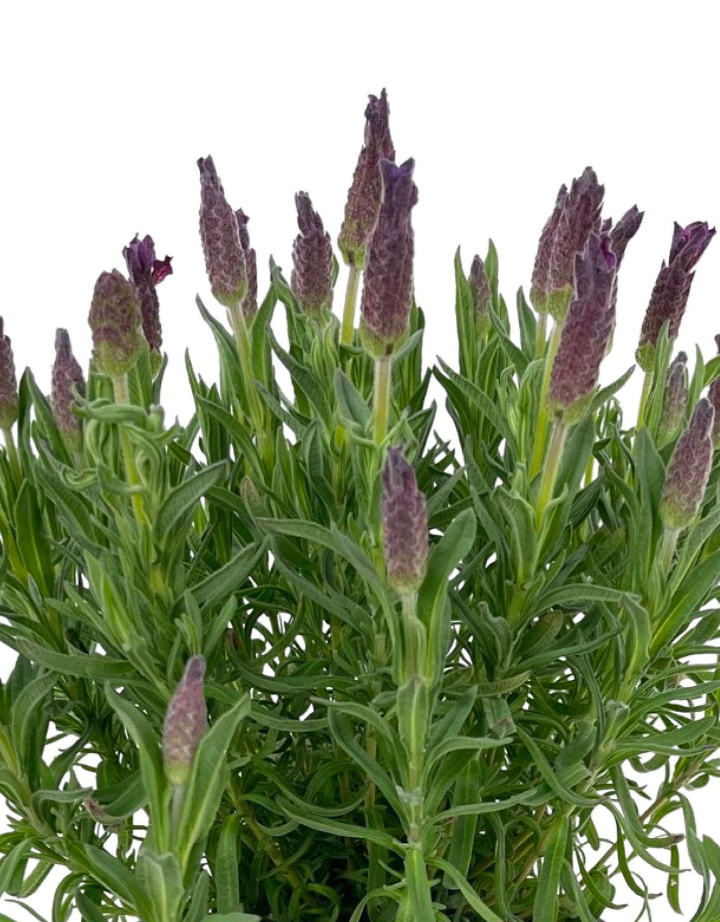 Lavandula stoechas 'LaVela Dark Violet'