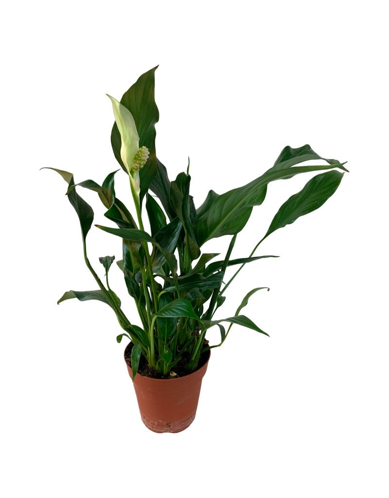 Spathiphyllum wallisii 4 Inch