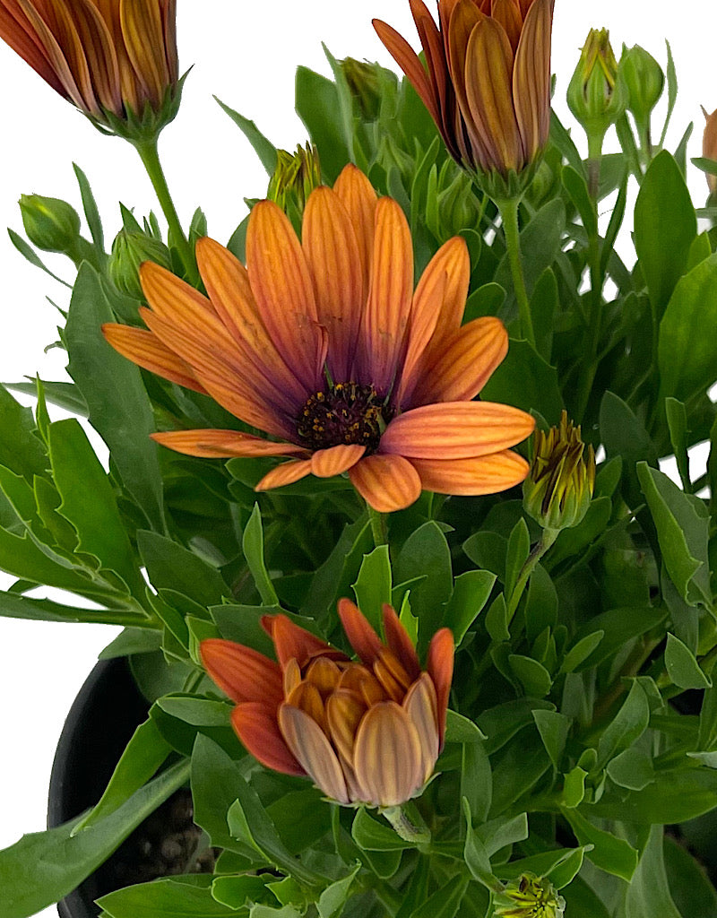 Osteospermum 'Serenity Bronze' 1 Gallon