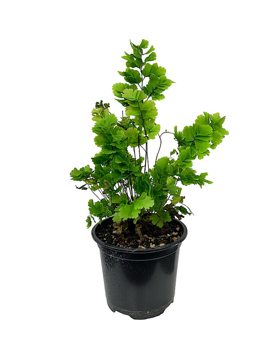 Adiantum tenerum 'Bicolor' Quart