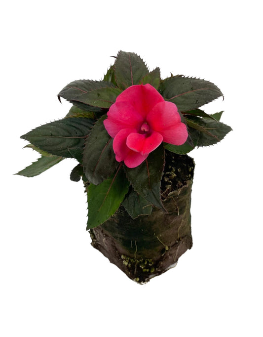 Sunpatiens  €˜Compact Deep Rose  4 Inch