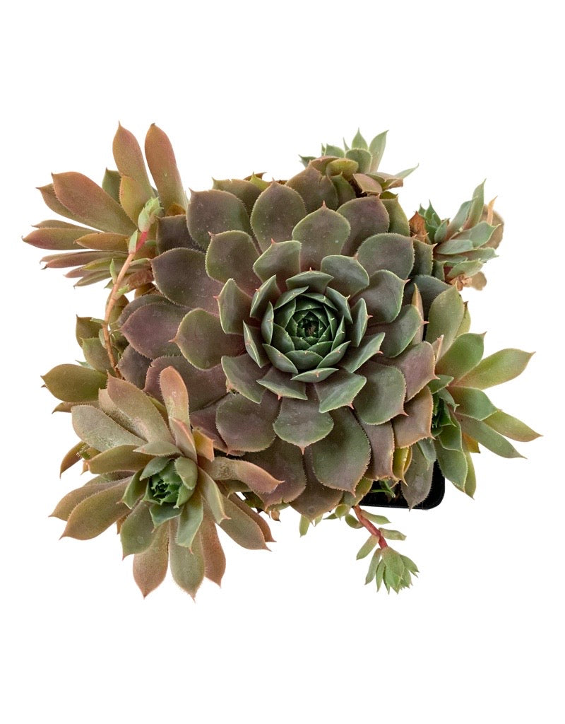 Sempervivum 'Chick Charm  Plum Parfait'