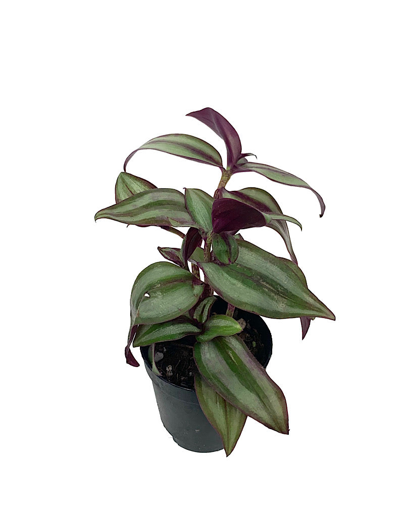 Tradescantia zebrina 'Red' 2 Inch