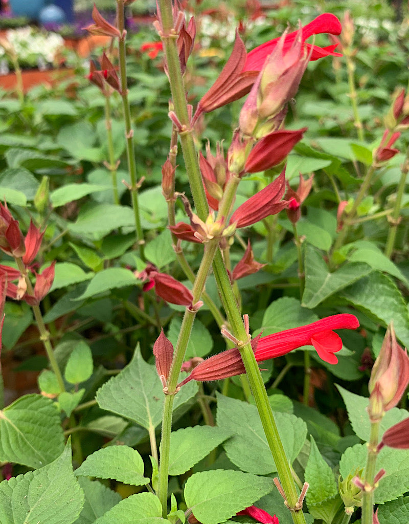 Salvia 'Roman Red' 6 inch