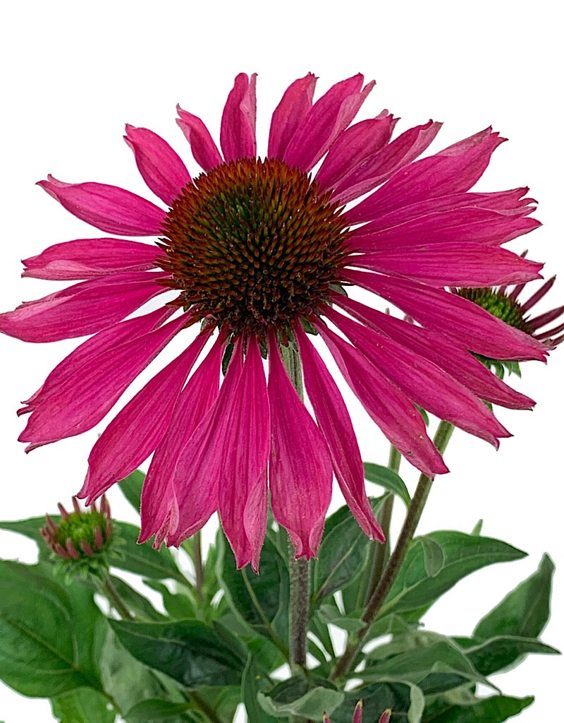 Echinacea 'Kismet Raspberry' Quart