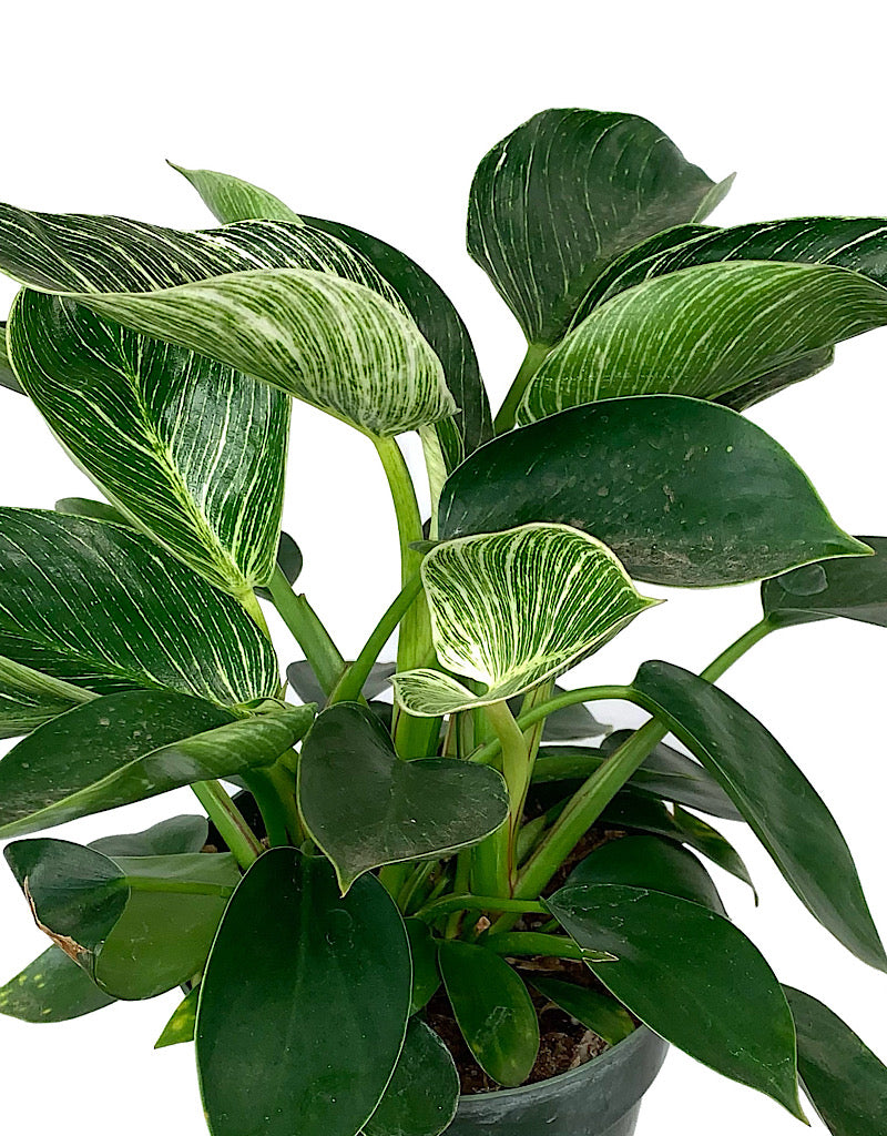 Philodendron 'Birkin' 6 Inch