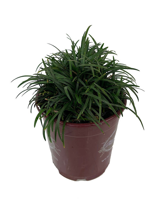 Ophiopogon j. 'Nanus' Quart