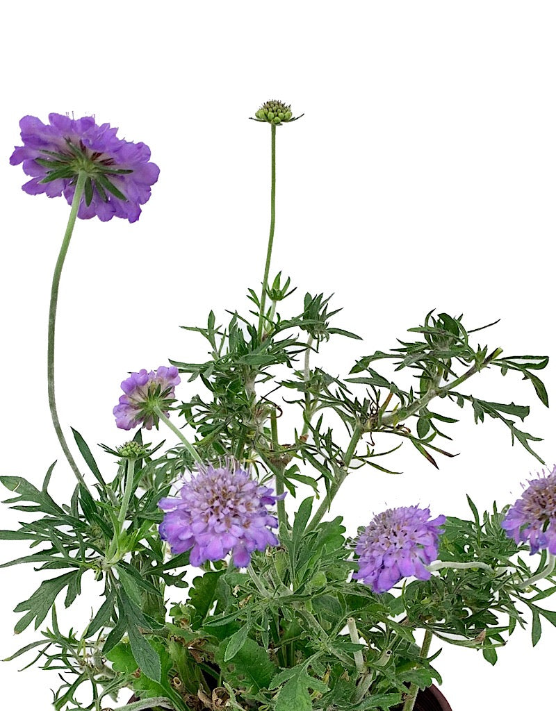 Scabiosa columbaria 'Butterfly Blue' 1 Gallon