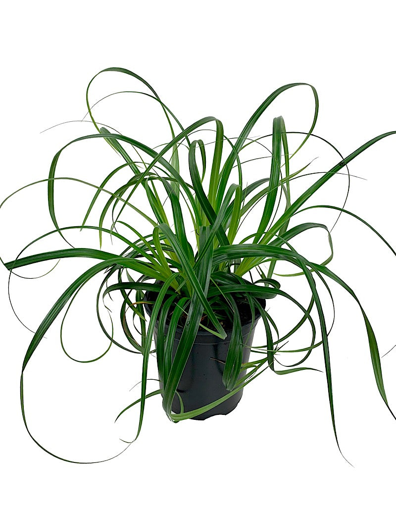 Carex 'Ribbon Falls'  Quart