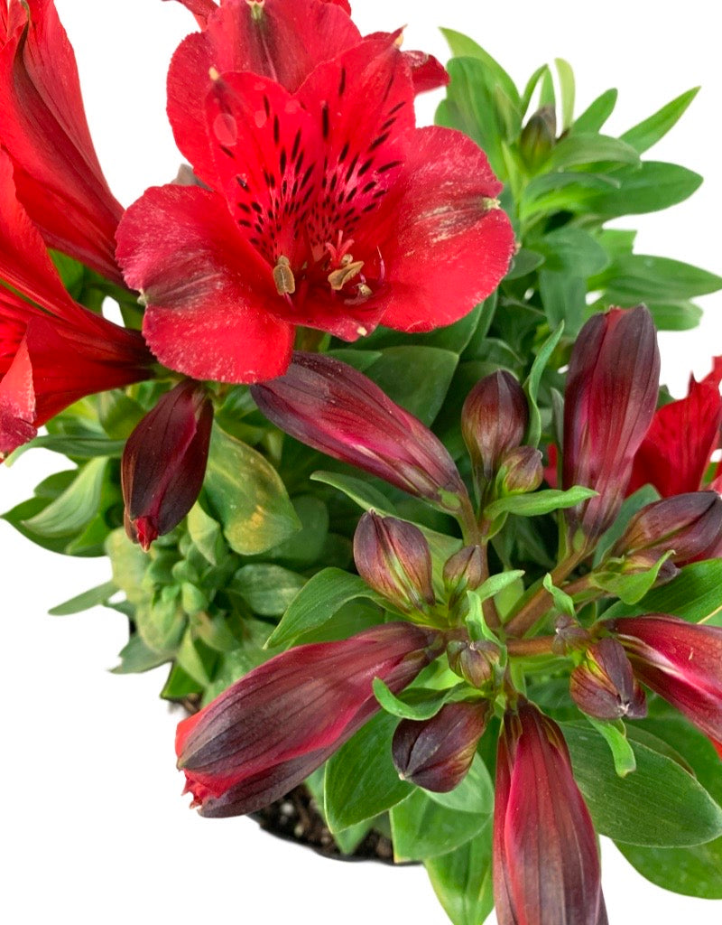 Alstroemeria 'Inca Bandit'