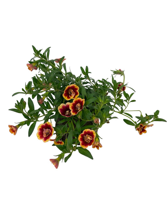 Calibrachoa 'Minifamous Neo Double Orangetastic  4 Inch