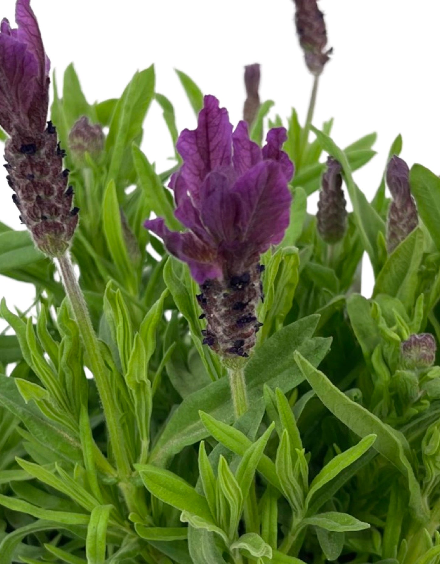 Lavandula stoechas 'Primavera' 1 Gallon