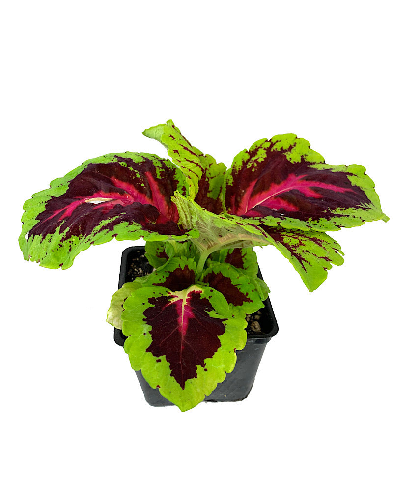 Coleus 'Kong Rose' 4 Inch